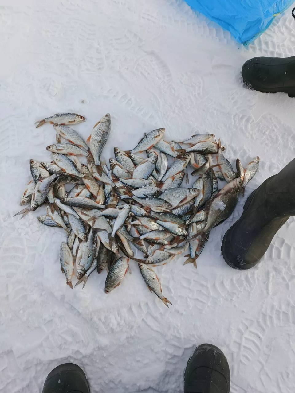 Алтайские рыбаки делятся февральским уловом Алтайские рыбаки делятся февральским уловом