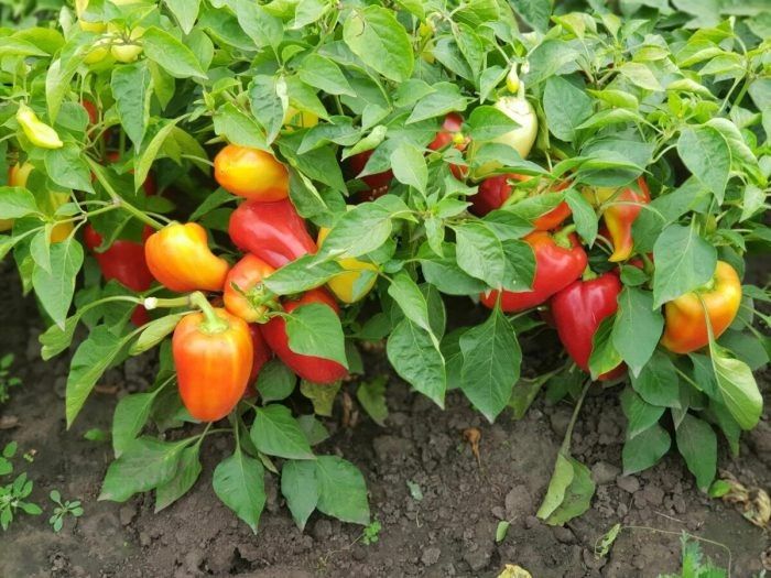 Перец Силач: идеальный выбор для раннего урожая и ярких вкусов