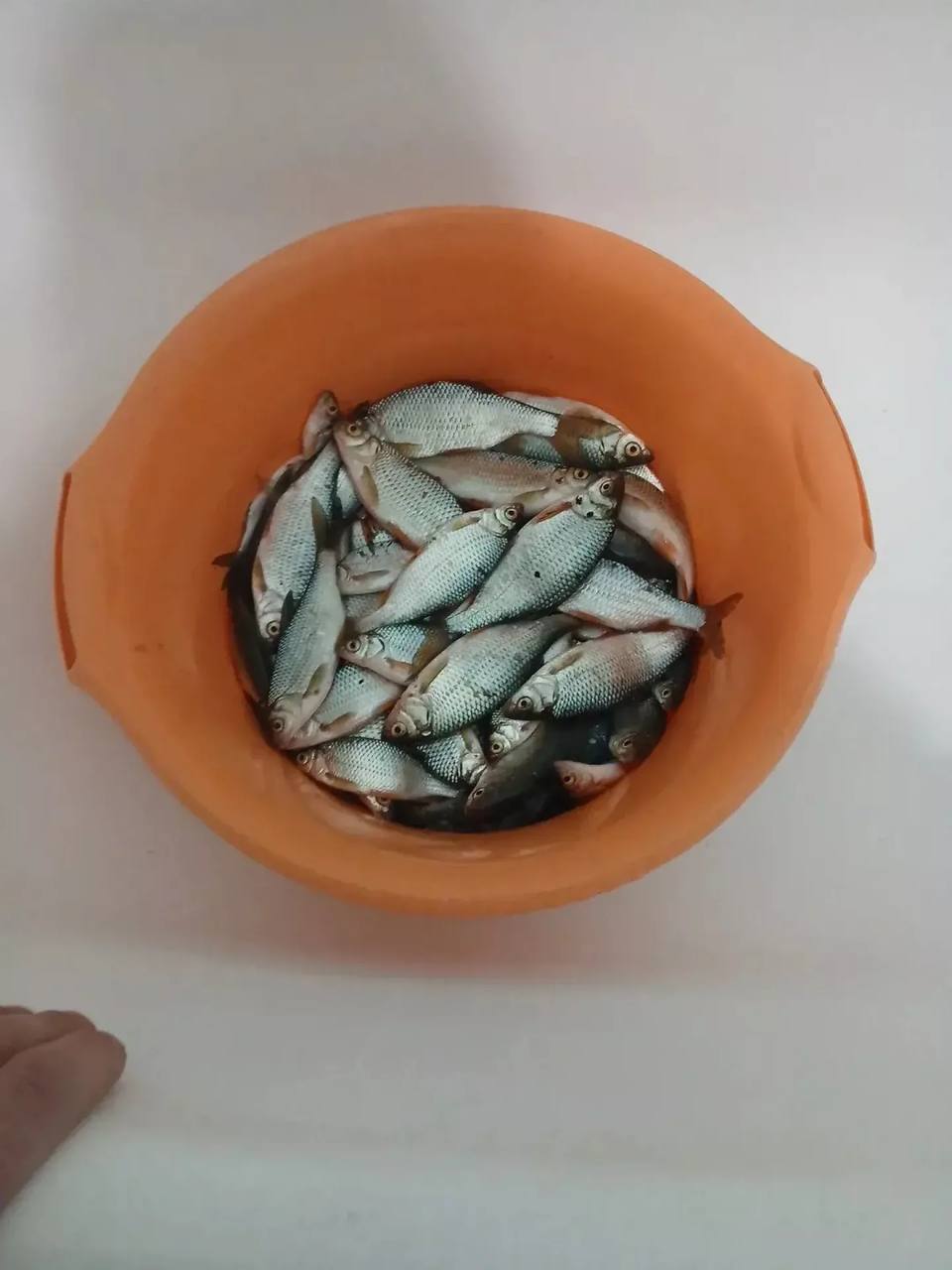 Алтайские рыбаки делятся февральским уловом Алтайские рыбаки делятся февральским уловом