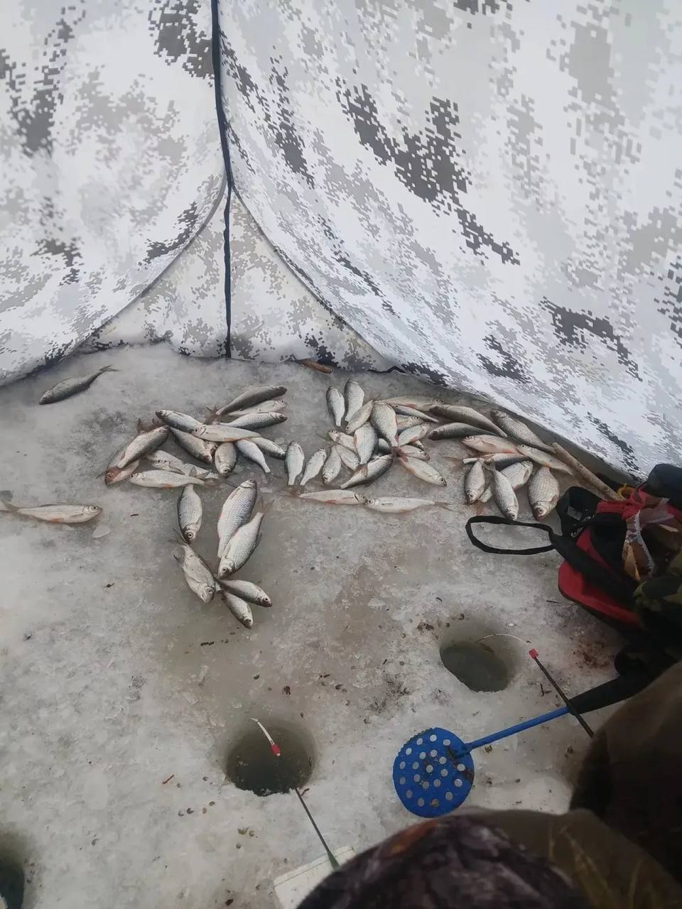 Алтайские рыбаки делятся февральским уловом Алтайские рыбаки делятся февральским уловом