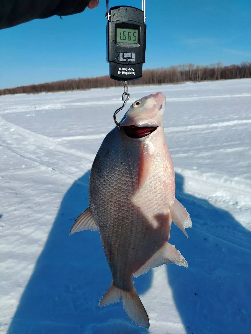 Алтайские рыбаки делятся февральским уловом Алтайские рыбаки делятся февральским уловом