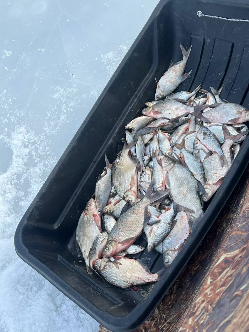 Алтайские рыбаки делятся февральским уловом Алтайские рыбаки делятся февральским уловом