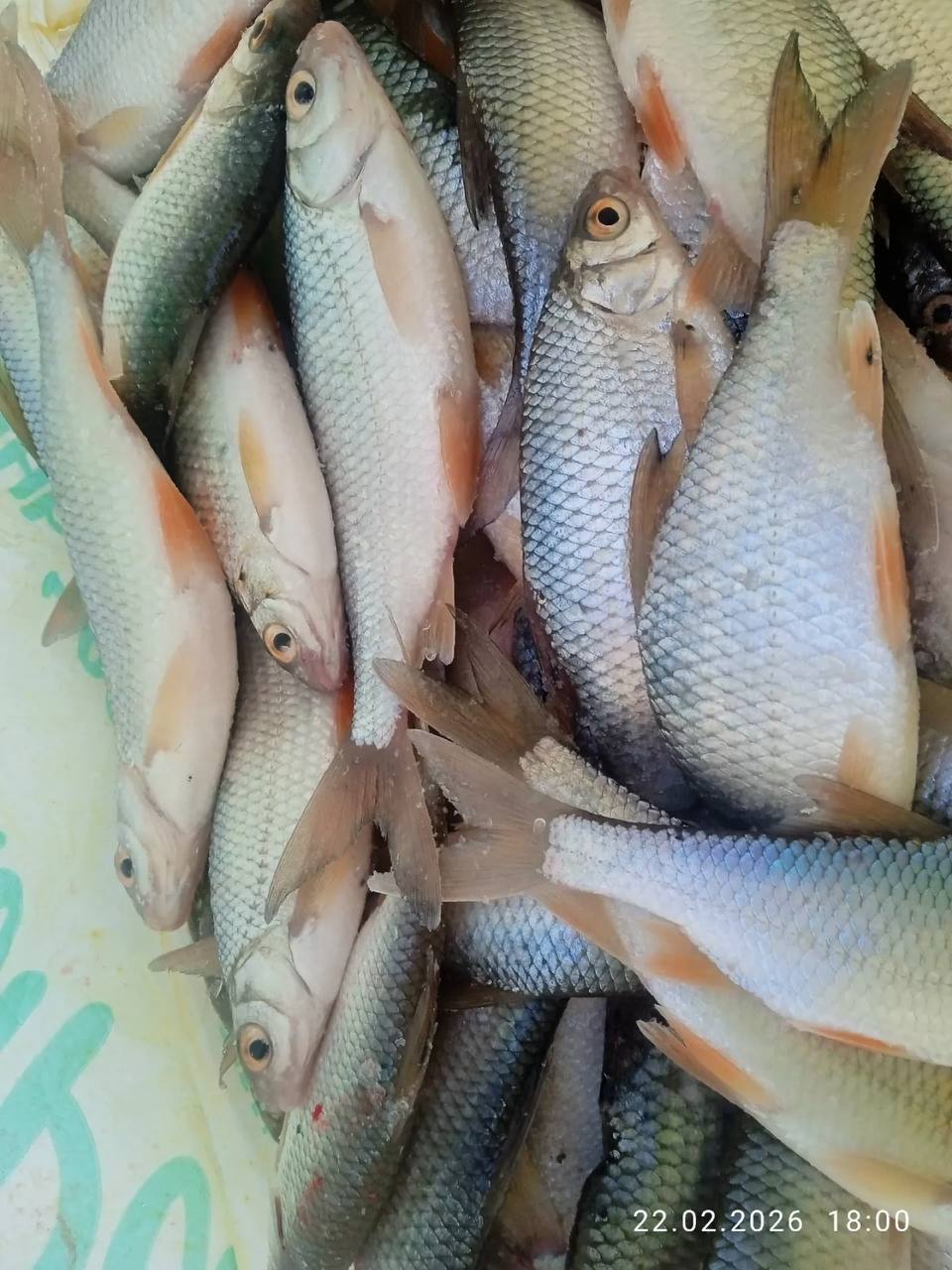 Алтайские рыбаки делятся февральским уловом Алтайские рыбаки делятся февральским уловом