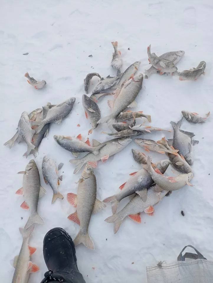 Алтайские рыбаки делятся февральским уловом Алтайские рыбаки делятся февральским уловом