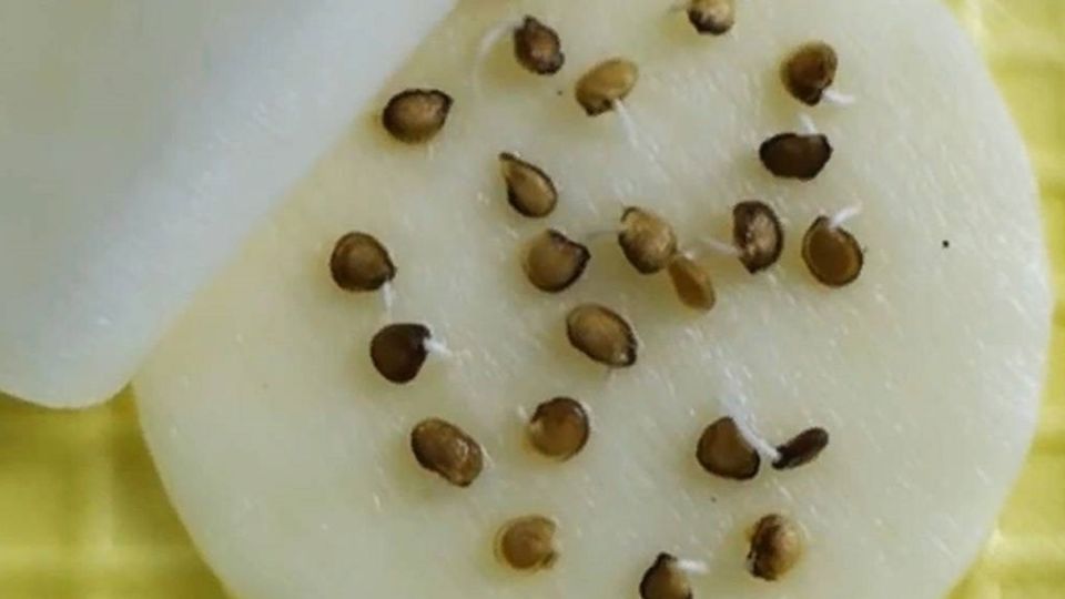 ����� �� �����������: ���������� ��� �������� ������������ ��� �����