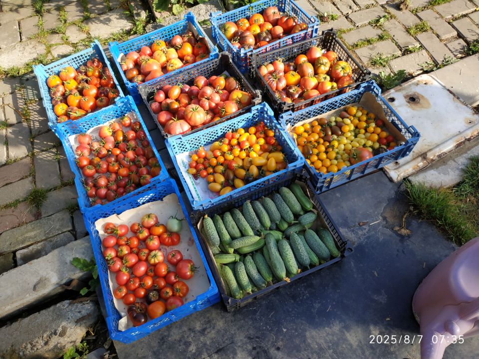 Когда помидоры становятся настоящим богатством