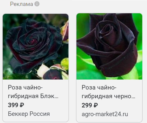 Тайны черной розы: необычные особенности 'Black Bakkara'