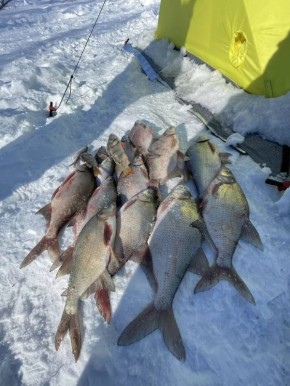 Алтайские рыбаки делятся февральским уловом