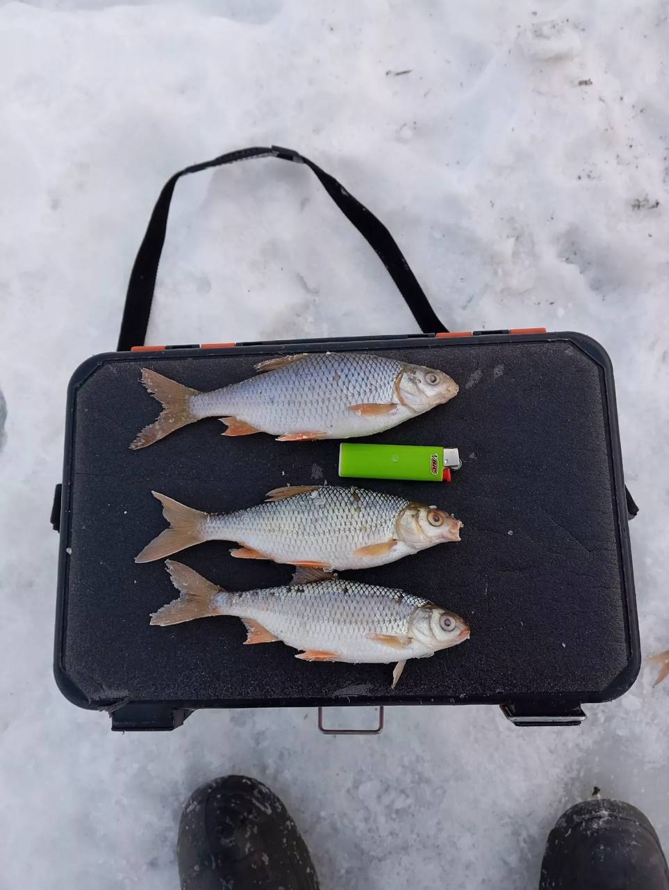 Алтайские рыбаки делятся февральским уловом Алтайские рыбаки делятся февральским уловом