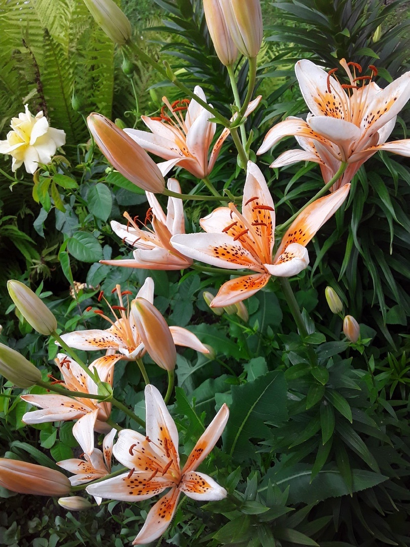 Садовые драмы: как лилии стали жертвами невидимого врага