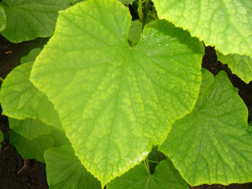 ������ ������ ������ ����: �������� ������� � �������