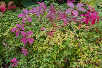 �����������: ������������ ���������� ������� ���