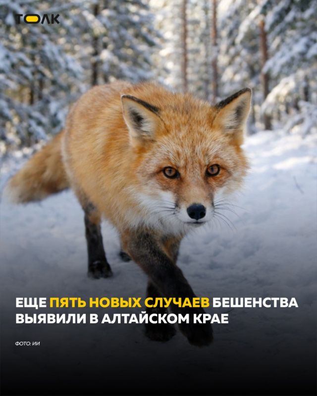 Еще пять новых случаев бешенства выявили в Алтайском крае