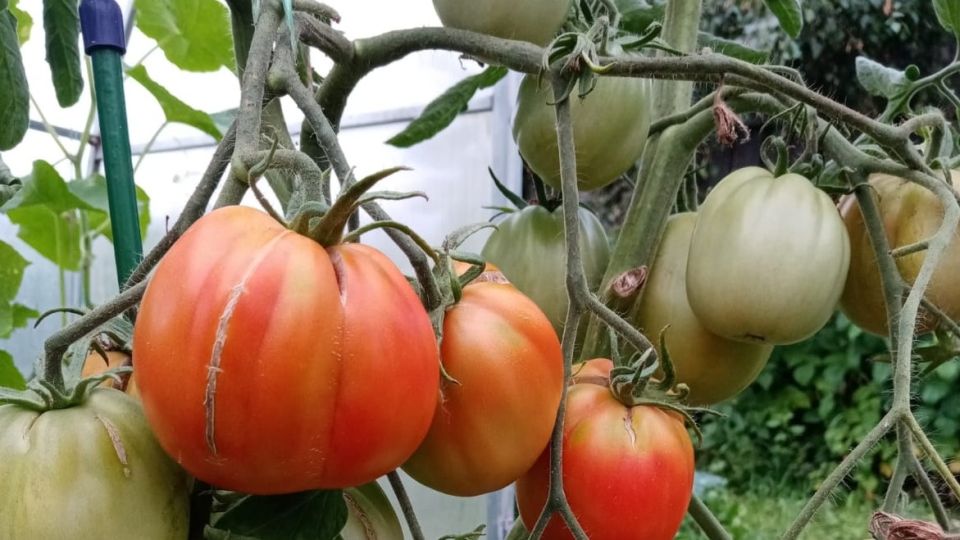 ��� ������ �������� ���������: ������������ ���������� �� ������ ������