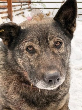 В Челябинске развернулась настоящая драма вокруг ситуации с псом по кличке Додобоня