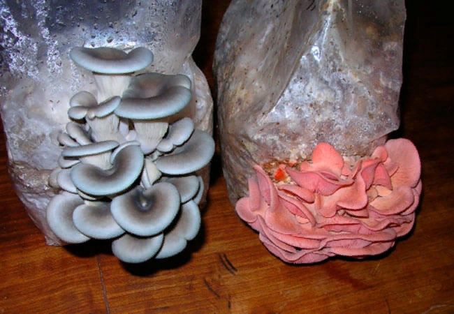 ������ ��� �������� ���������: ��� ������������ ������� ����� � �����������