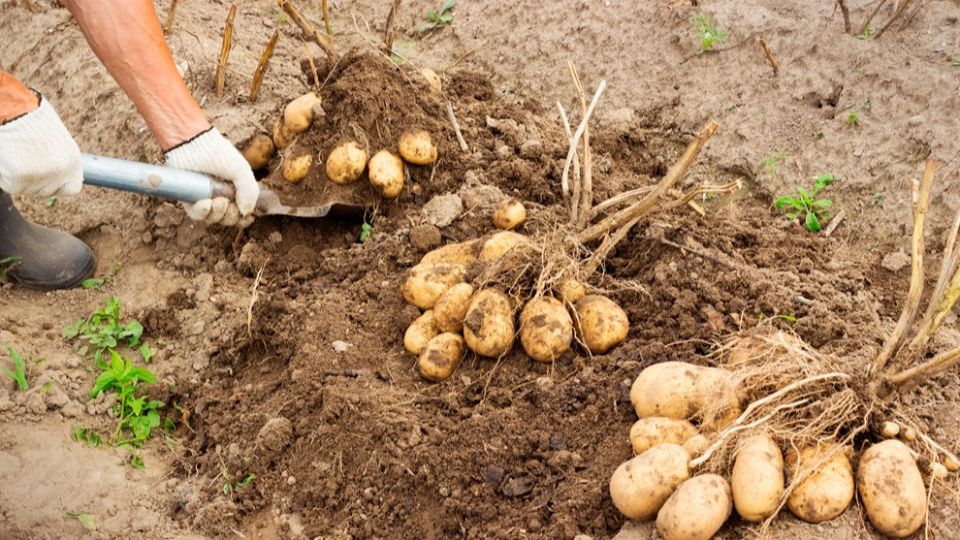 ��� ������� �������� ����������� ���� � ��������