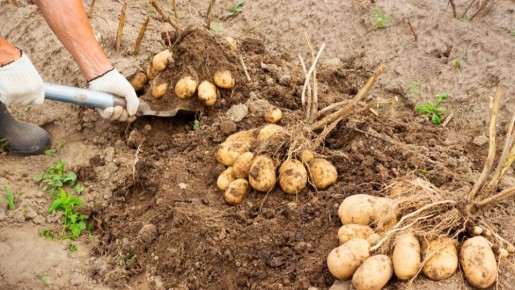 ��� ������� �������� ����������� ���� � ��������