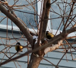 Доброе утро, Рубцовск!. По прогнозам синоптиков, сегодня будет преимущественно без осадков, температура днём - 24 °С. Ветер северный 2-7 м/с