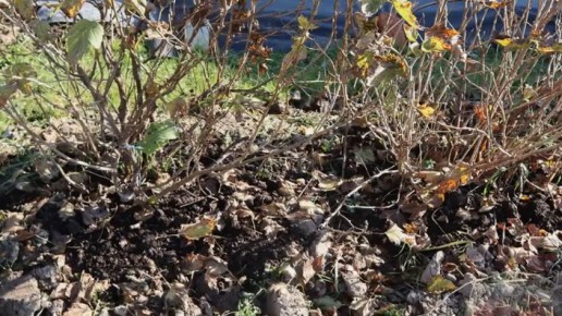 Как обрезка смородины в октябре приводит к двойному урожаю