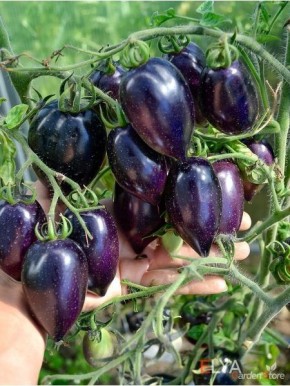 Томат Синий Марцано: экзотика и вкус, которые завораживают