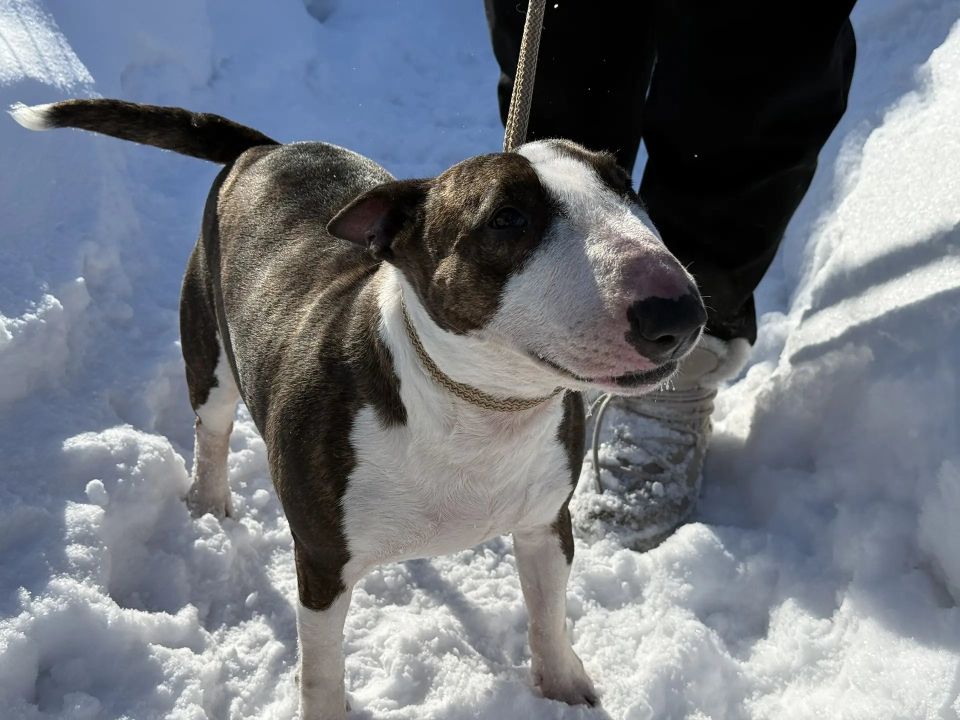 ������ �������� ������������ �� ������� ���� ���������� ����