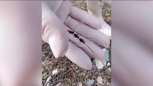 ��������������� ������������� � ��������� ������ � 2026 ����