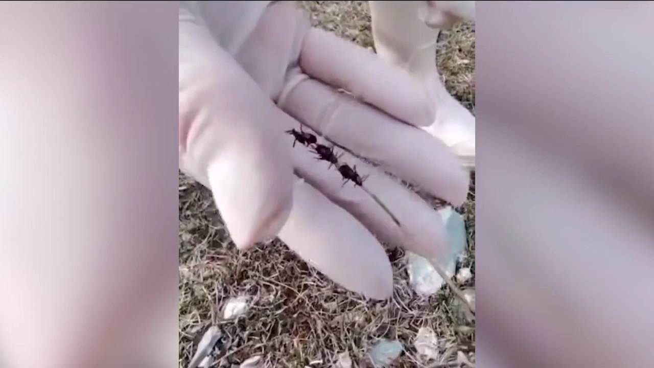 Роспотребнадзор предупреждает о нашествии клещей в 2026 году