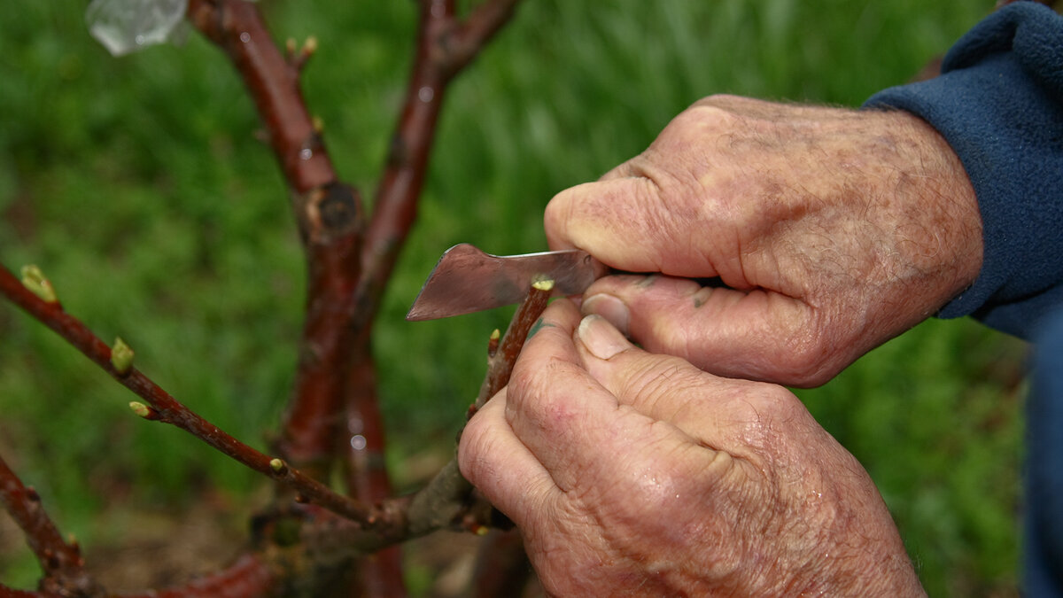Как прививать деревья: полезные советы для садоводов