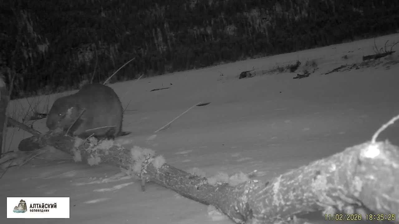 На одно дерево меньше стало в Алтайском заповеднике