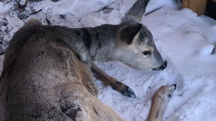 ���������� ������ ������ �� �����