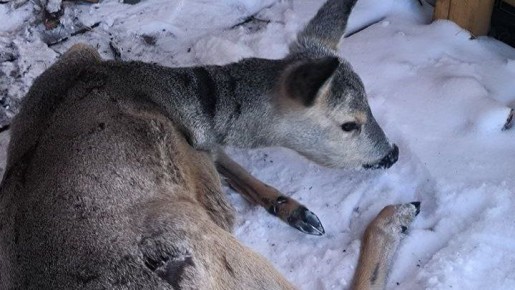 ���������� ������ ������ �� �����