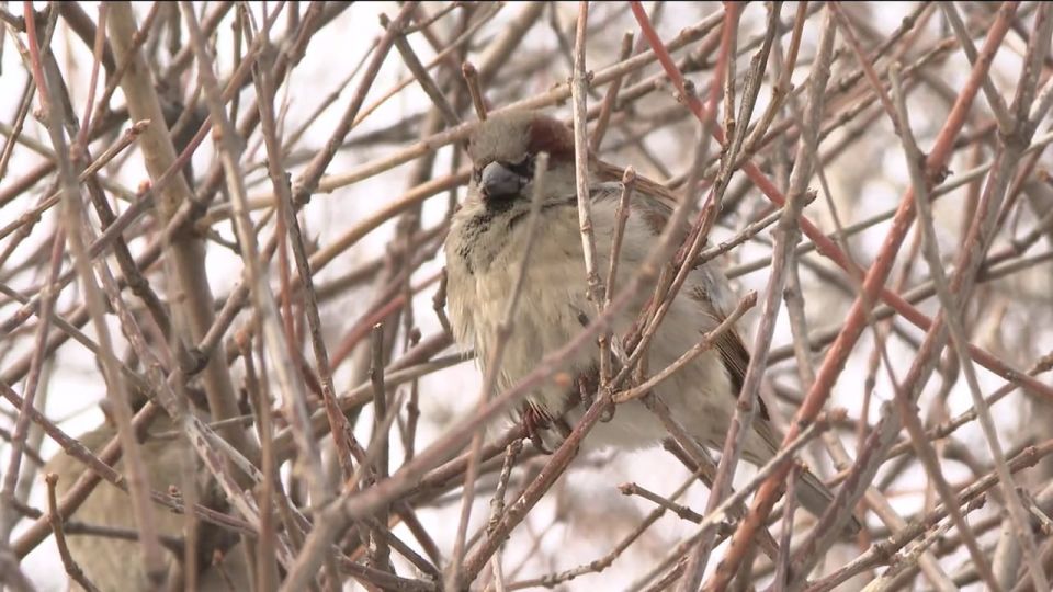 ������� � ������ ������ ��������