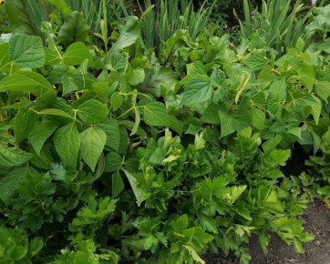 �������� ����������� ��������� ��� ���������� ������� �� �������