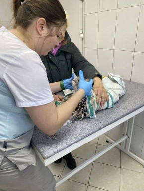 Пожилая сибирячка постирала кота в стиральной машине