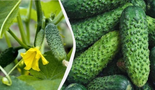 ������� ������� �������: ��� �������� ������ �� ����� �������