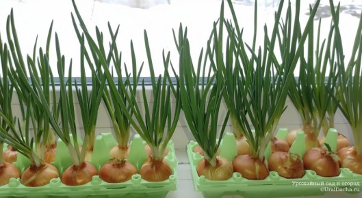 ��� ��������� ������� ��� �� �����������: ������ � ����������