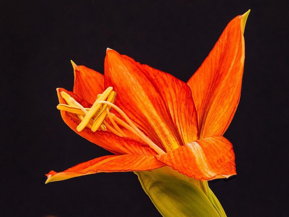 ��� �������� ����������� �������� ������������: ������� ��������� �����