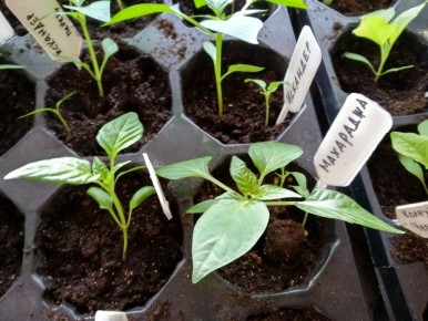 ��� ��������� ������� �������� ��� ������ ������� � ������