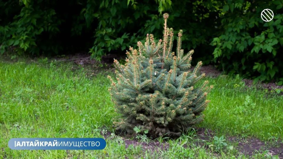 � 2025 ���� � ����� ����������� � �������� �������� 235 ����� ��������, 275 ����������� � ������������ ����� 1000 ��. � ������