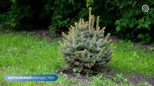 � 2025 ���� � ����� ����������� � �������� �������� 235 ����� ��������, 275 ����������� � ������������ ����� 1000 ��. � ������