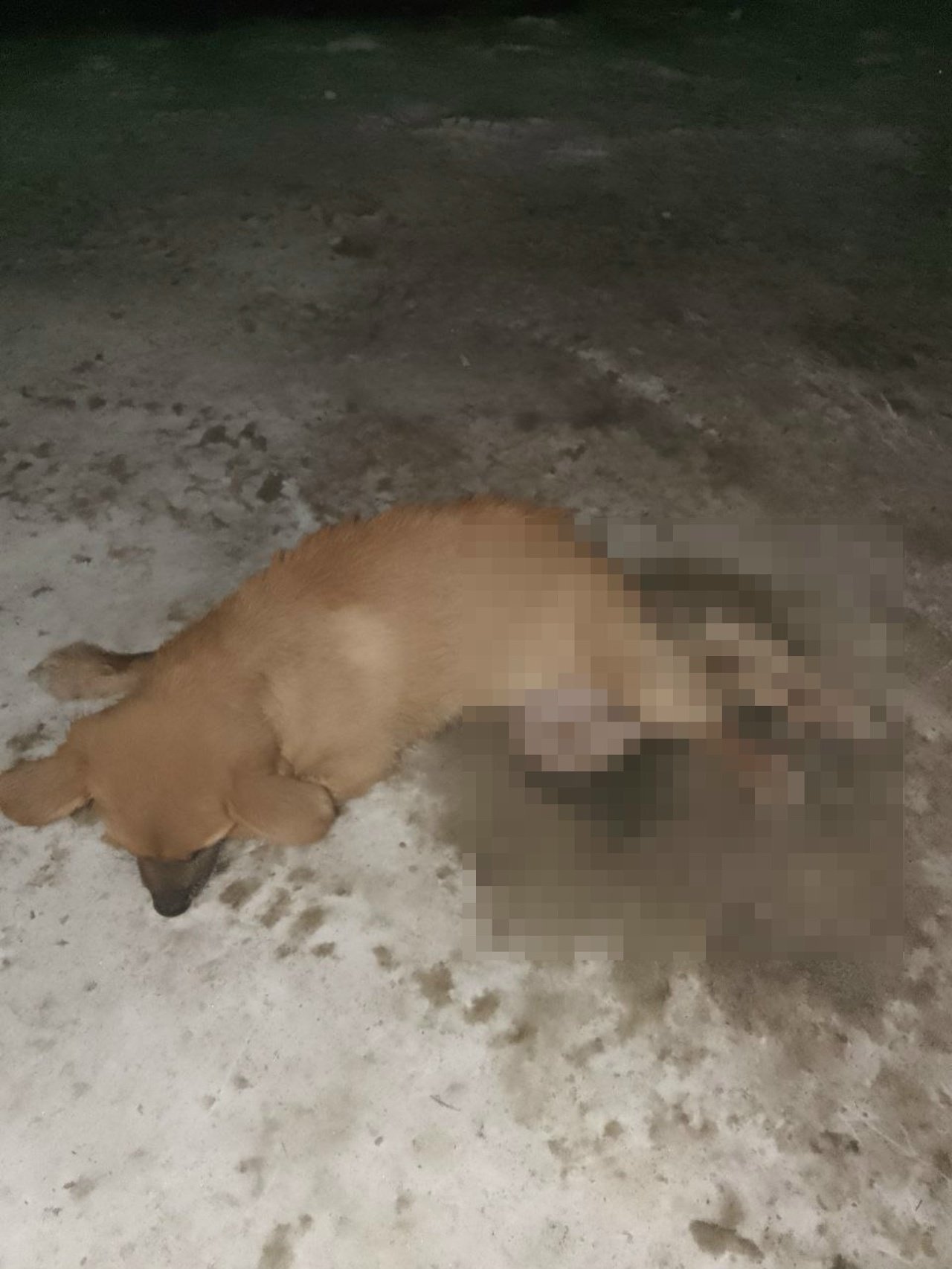 Примерзший ко льду в Барнауле щенок обрел любящих хозяев