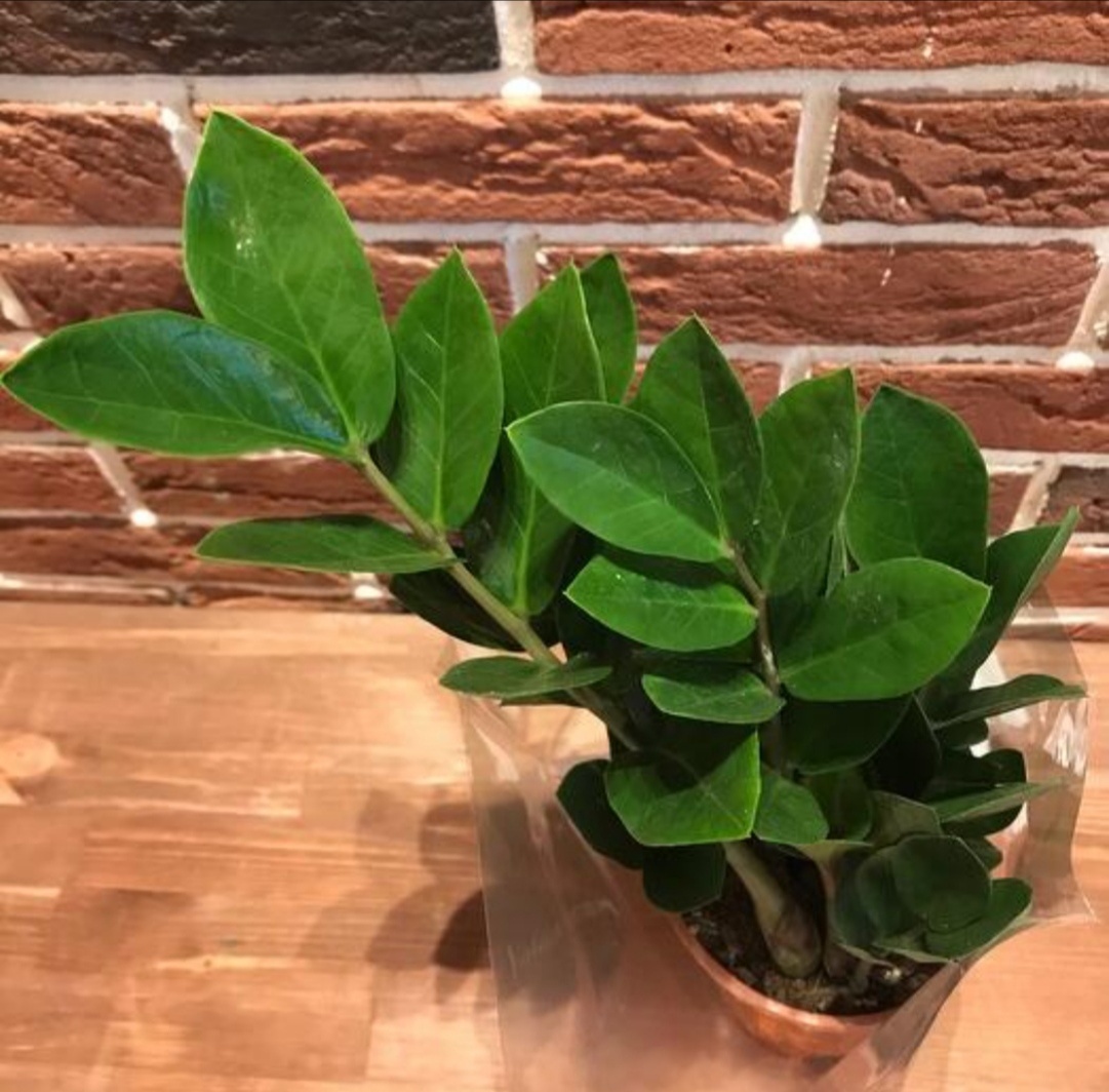 Замиокулькас: идеальный выбор для вашего дома