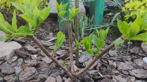 ��� ����������� ����������� ��������� � ����: ������ ������� ������