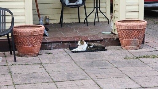 Что нового в Чижике: небольшие радости и полезные находки