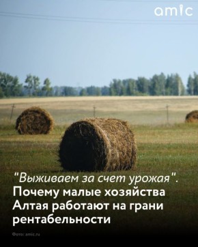 Мелкие сельхозпредприятия Алтайского края все чаще говорят о риске закрытия