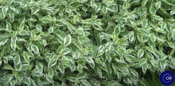 Как правильно обрезать кустарники: полезные советы для садоводов