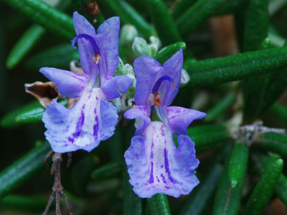 ��������, ������� �������� ������� � ������ �������