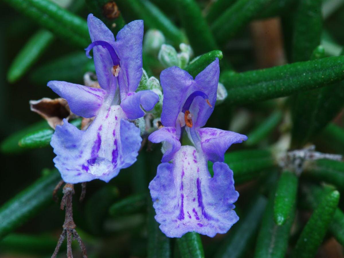 Растения, которые отпугнут комаров с вашего участка