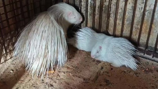 ����� ��������� ���������� ���������� � ������������ ��������